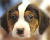 Dogs in the News
